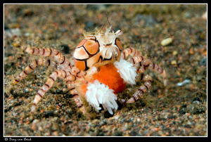 Boxercrab with eggs. by Dray Van Beeck 